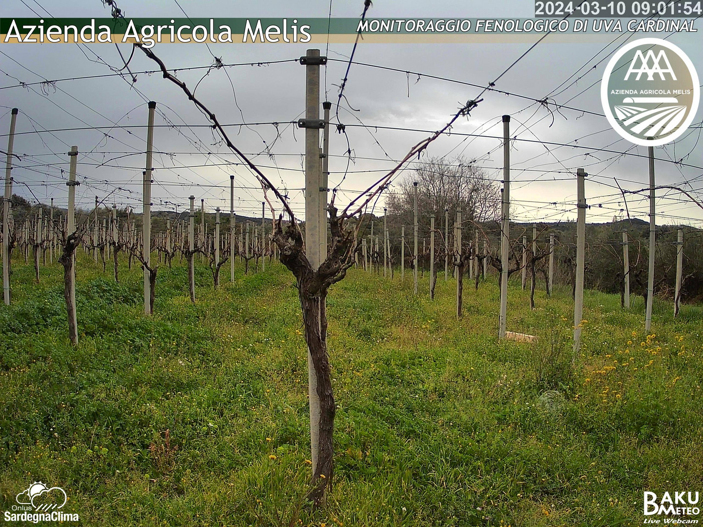 time-lapse frame, Bari Sardo - Fenologica webcam